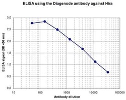 HIRA Rabbit anti-Mouse, Polyclonal, Novus Biologicals:Antibodies:Primary